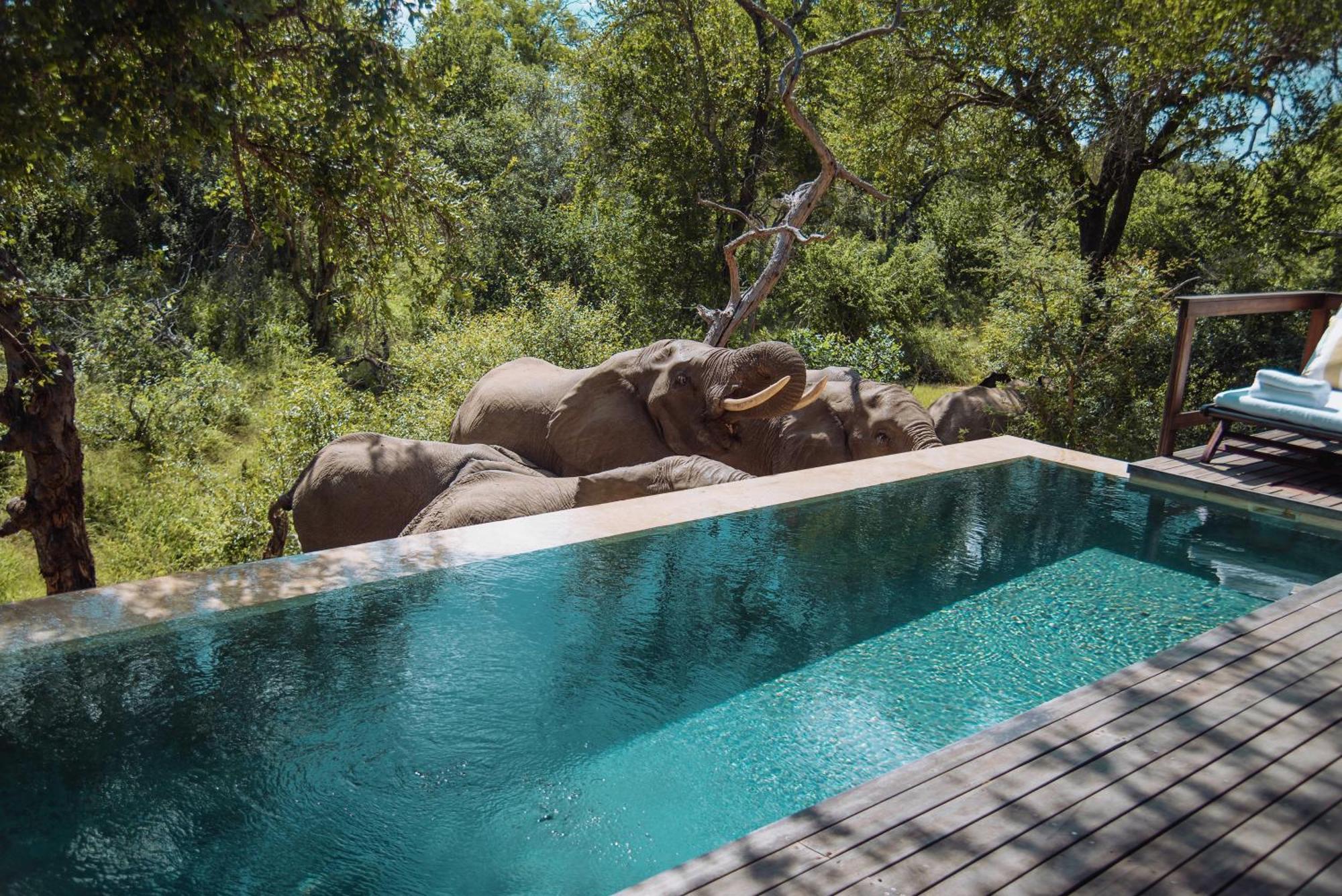 Royal Malewane Villa Thornybush Game Reserve Exterior photo