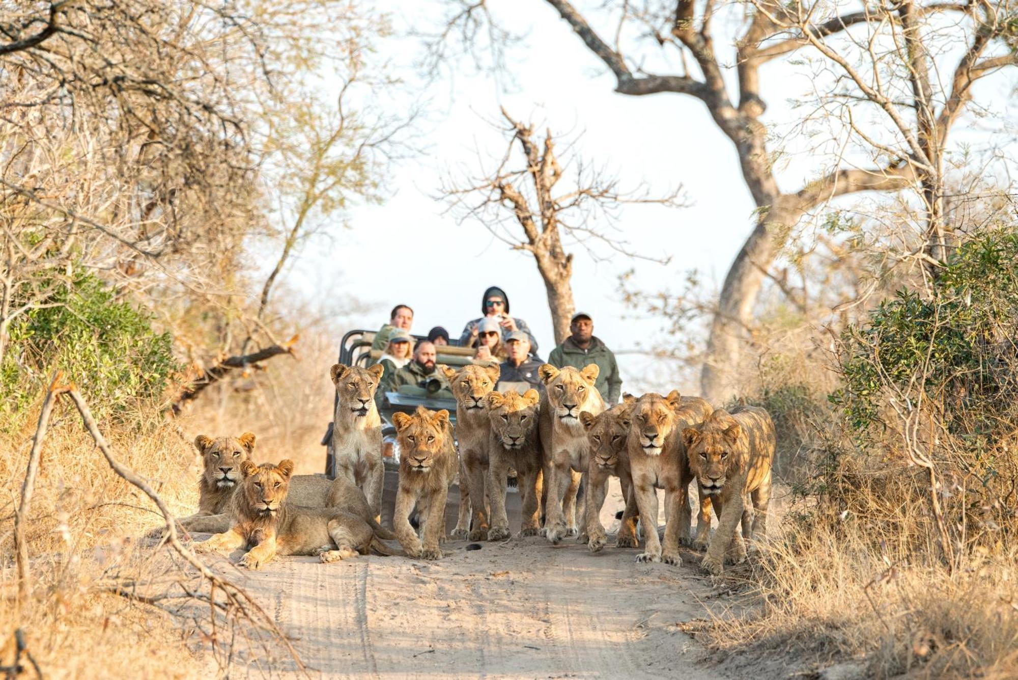 Royal Malewane Villa Thornybush Game Reserve Exterior photo